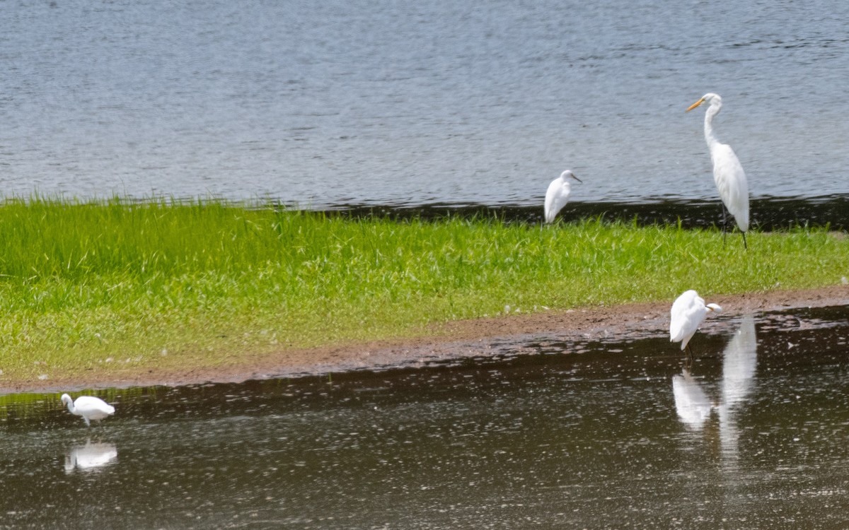 Snowy Egret - Susan Lanier