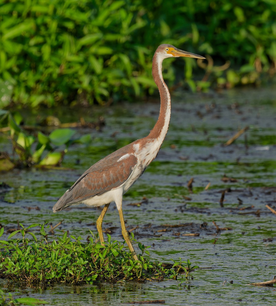 Tricolored Heron - Harlan Stewart