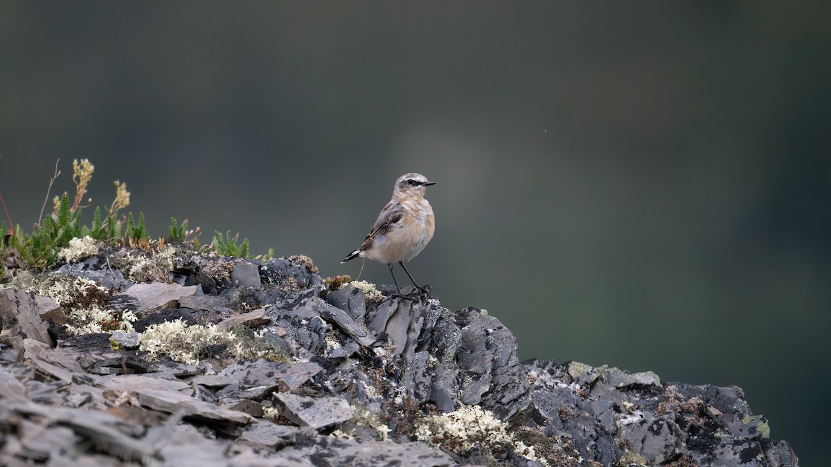 Northern Wheatear - ML622224555