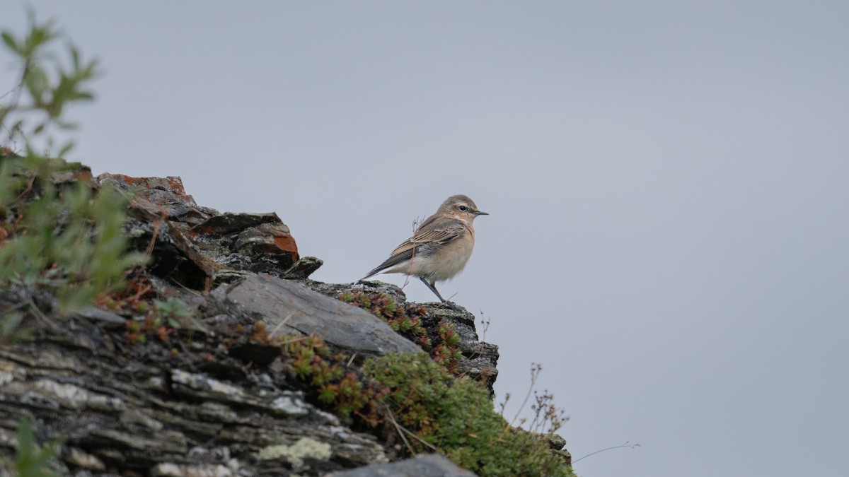 Northern Wheatear - ML622224556