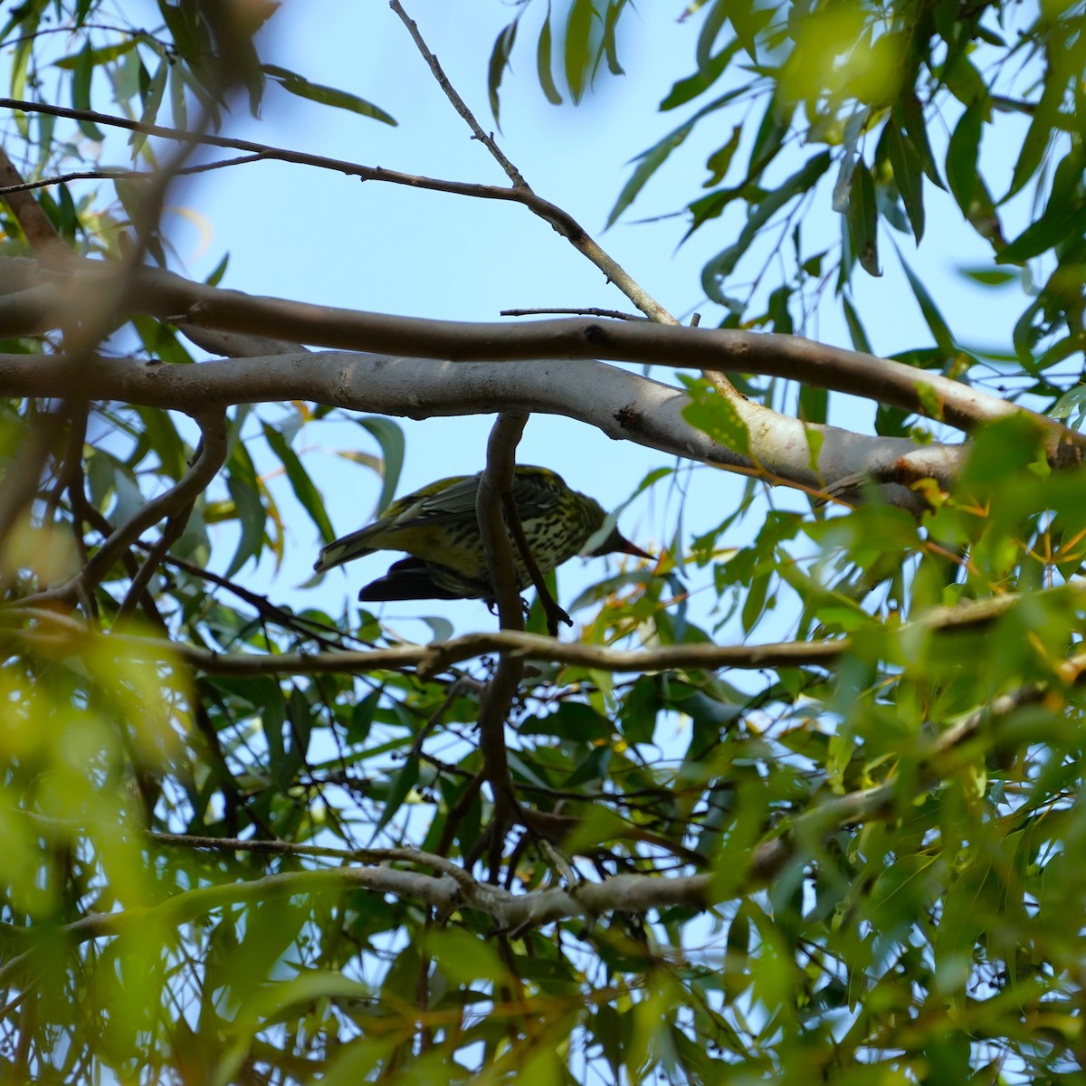 Olive-backed Oriole - ML622224557