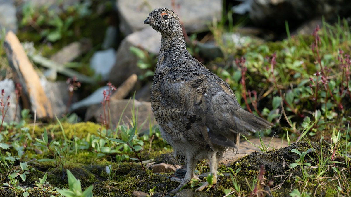 White-tailed Ptarmigan - ML622224558