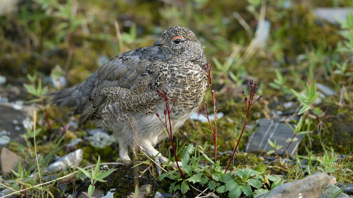 White-tailed Ptarmigan - ML622224559
