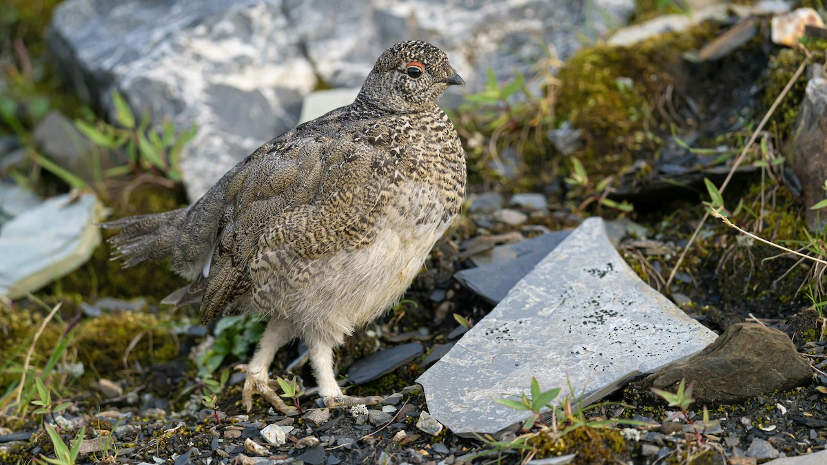 White-tailed Ptarmigan - ML622224560