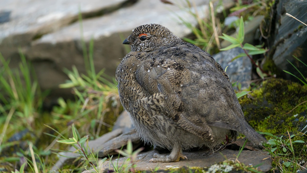White-tailed Ptarmigan - ML622224561
