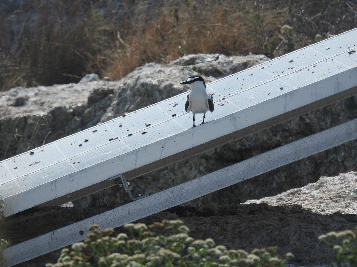 Bridled Tern - ML622224607