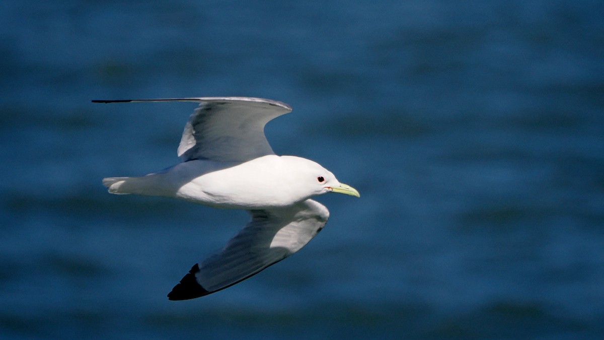 Black-legged Kittiwake - steve b