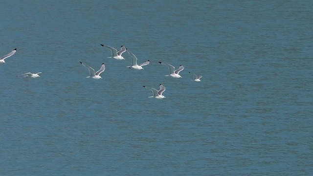 Black-legged Kittiwake - ML622224610