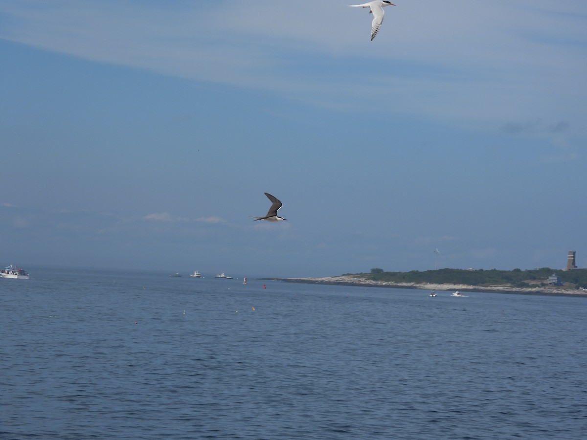 Bridled Tern - ML622224620