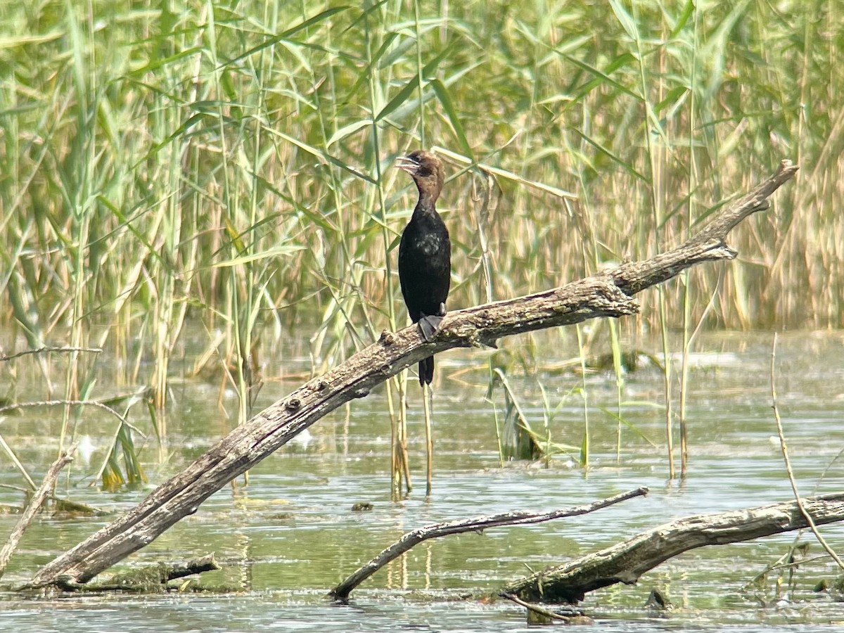 Pygmy Cormorant - ML622224718