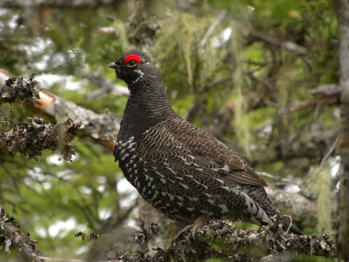 Spruce Grouse - ML622224817
