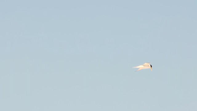 Least Tern - ML622224872