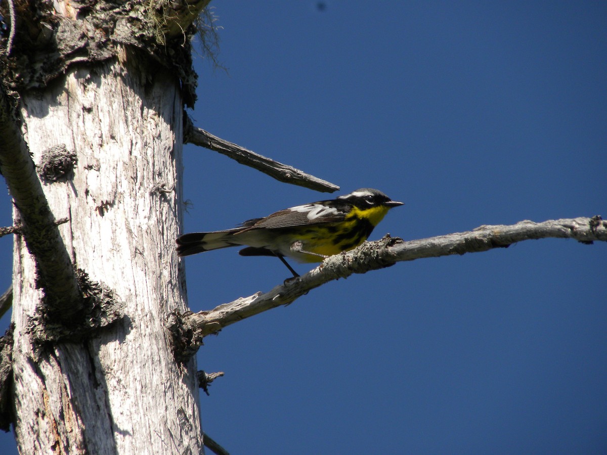 Magnolia Warbler - ML622224913