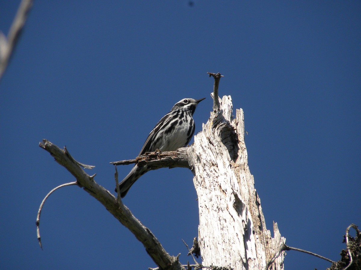 Black-and-white Warbler - ML622224916