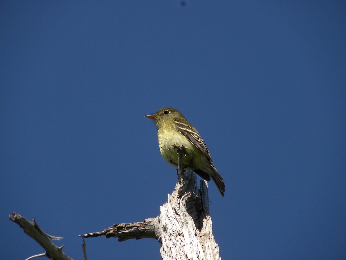 Yellow-bellied Flycatcher - ML622224921