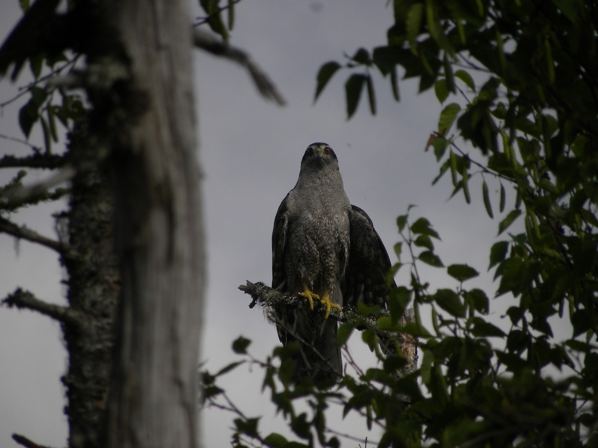 American Goshawk - ML622224981