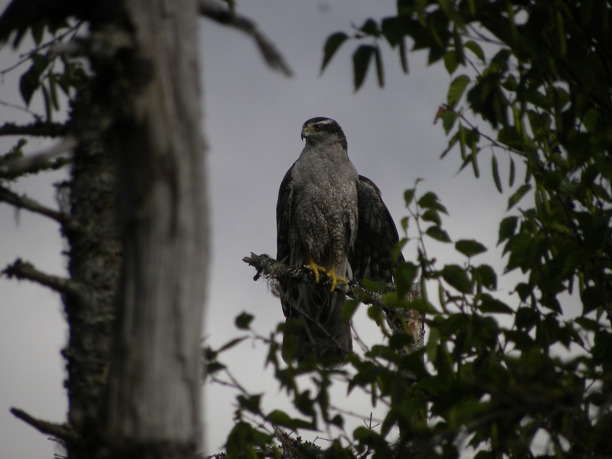 American Goshawk - ML622224985