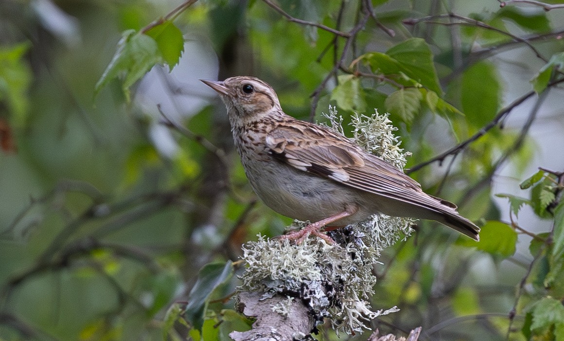 Wood Lark - Michael Buckham