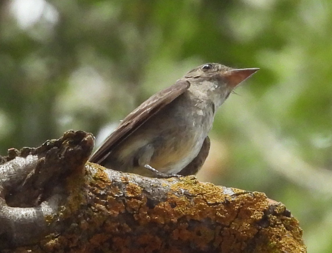 Eastern Wood-Pewee - Colin Meusel