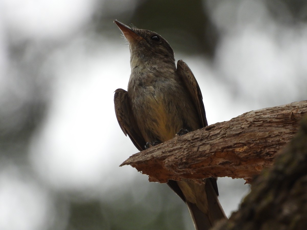 Eastern Wood-Pewee - Colin Meusel