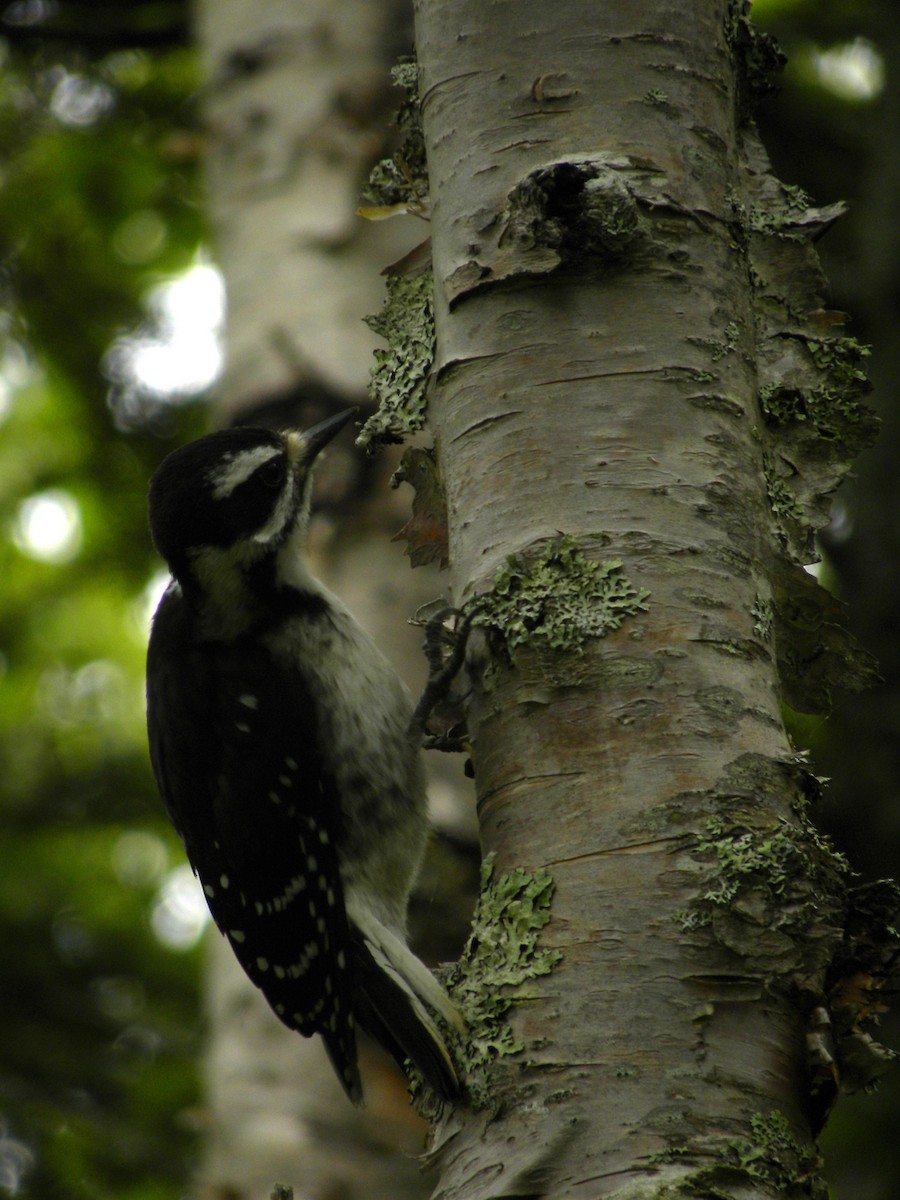 Hairy Woodpecker - ML622225054