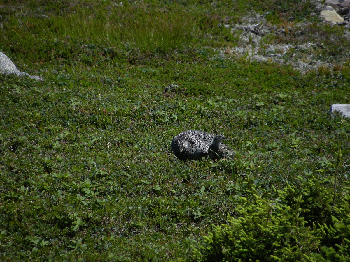 Цэвдгийн ахууна - ML622225065