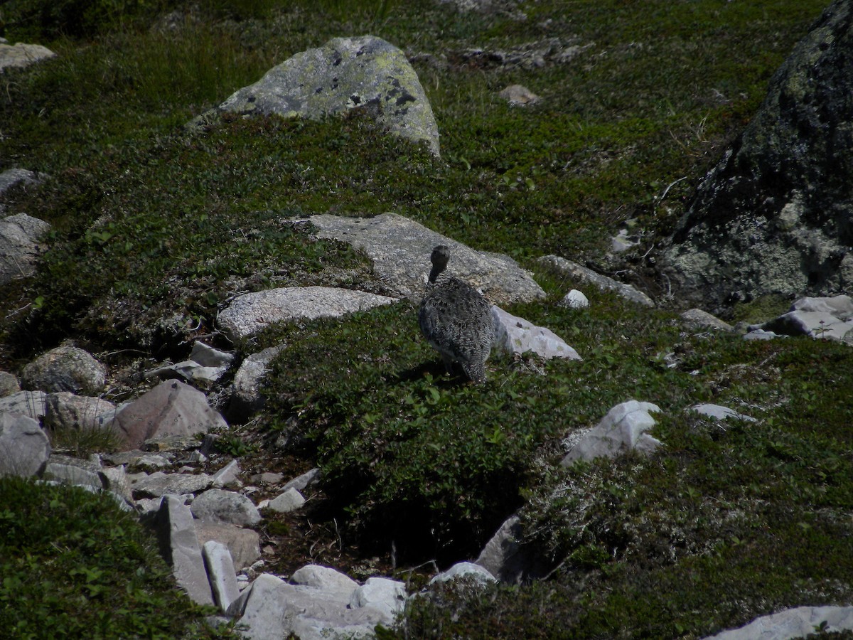 Цэвдгийн ахууна - ML622225066