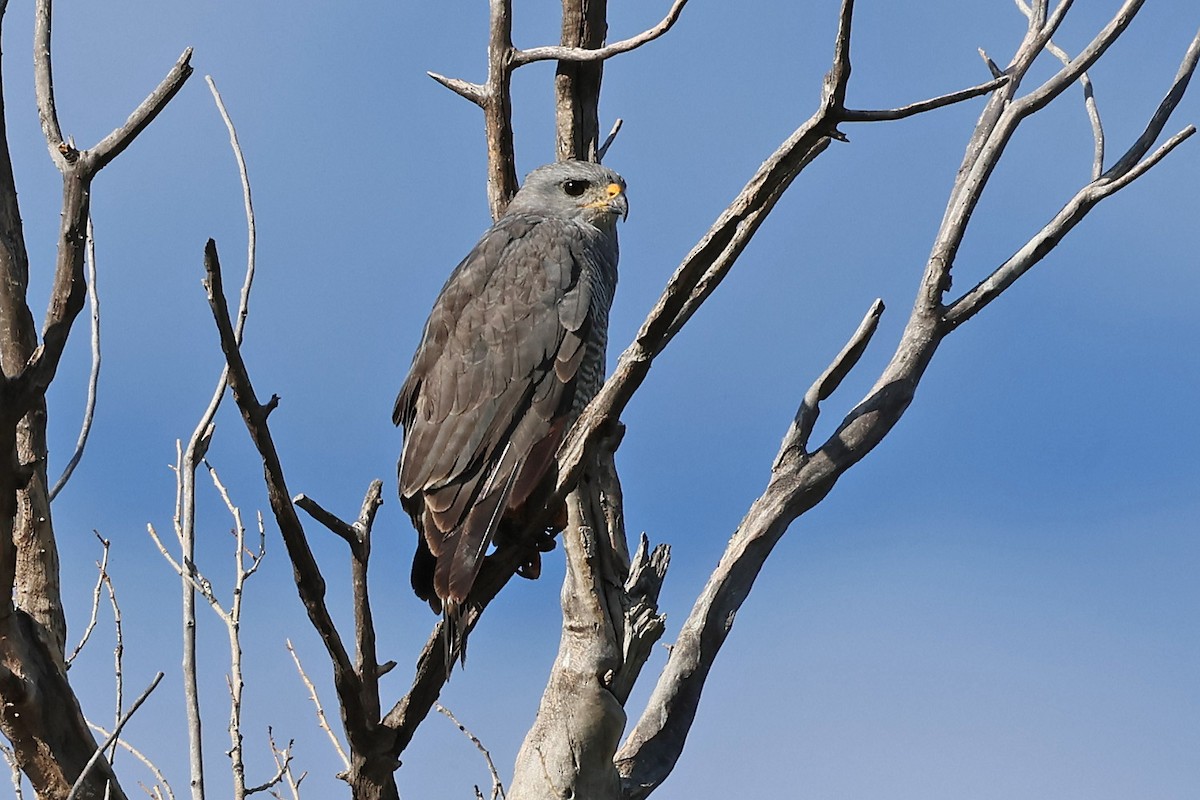 Gray Hawk - ML622225166