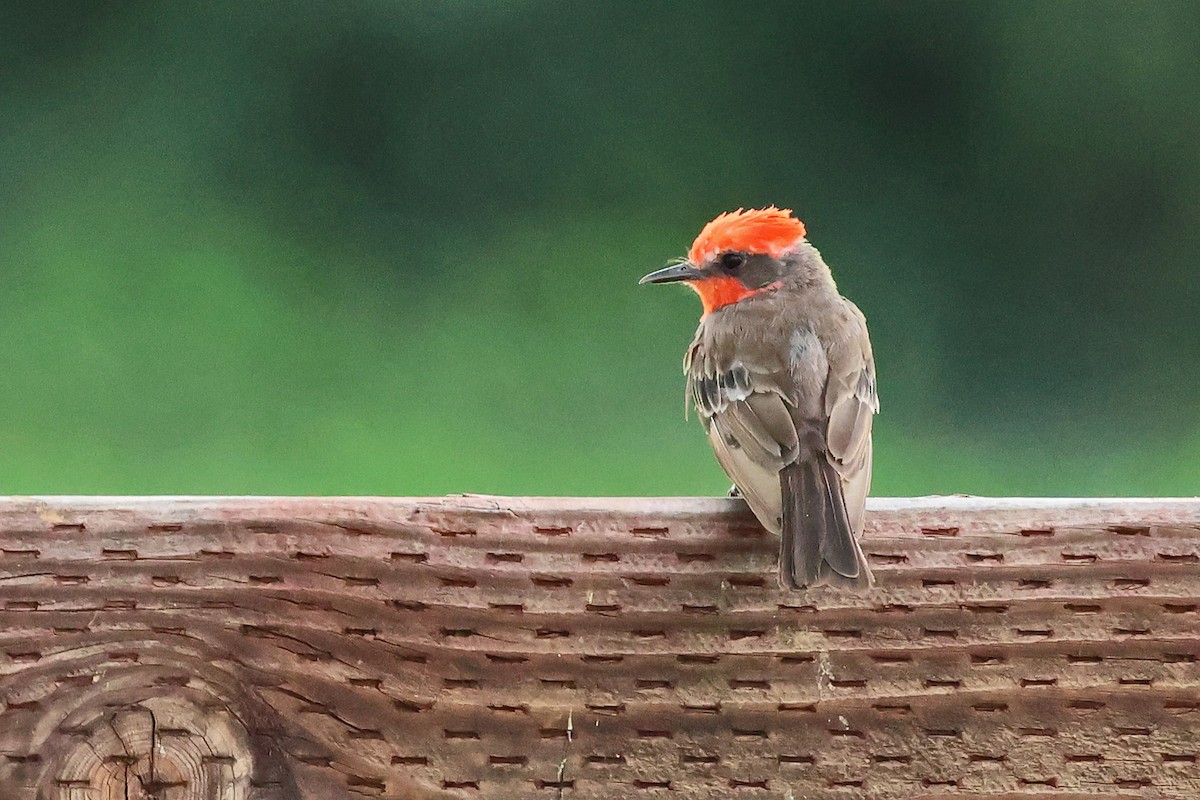 Vermilion Flycatcher - ML622225168