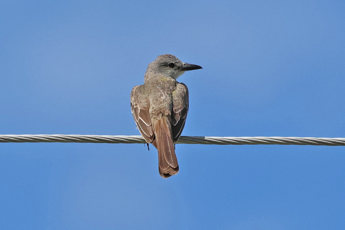 Tropical Kingbird - ML622225169