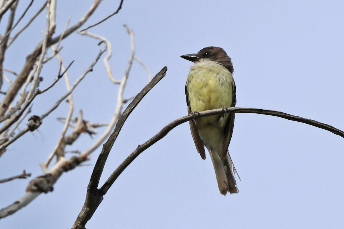 Thick-billed Kingbird - ML622225173