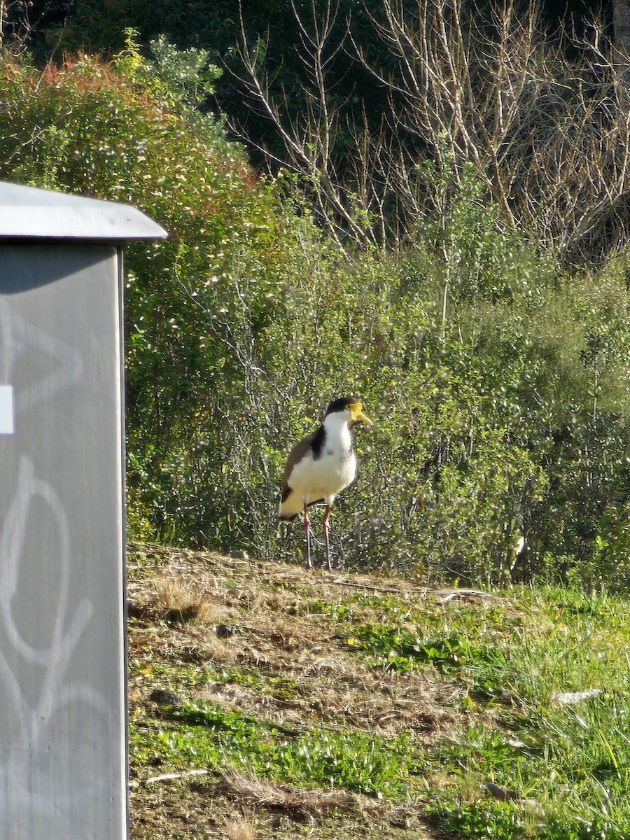 Masked Lapwing - ML622225420