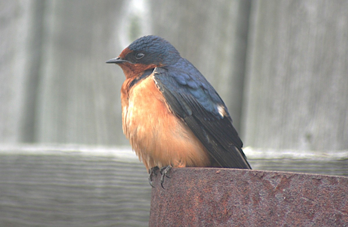 Barn Swallow - ML622225459