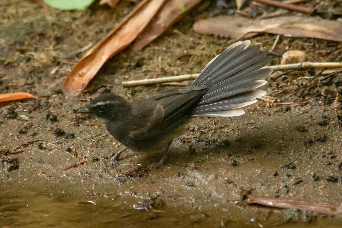 Spot-breasted Fantail - ML622225511