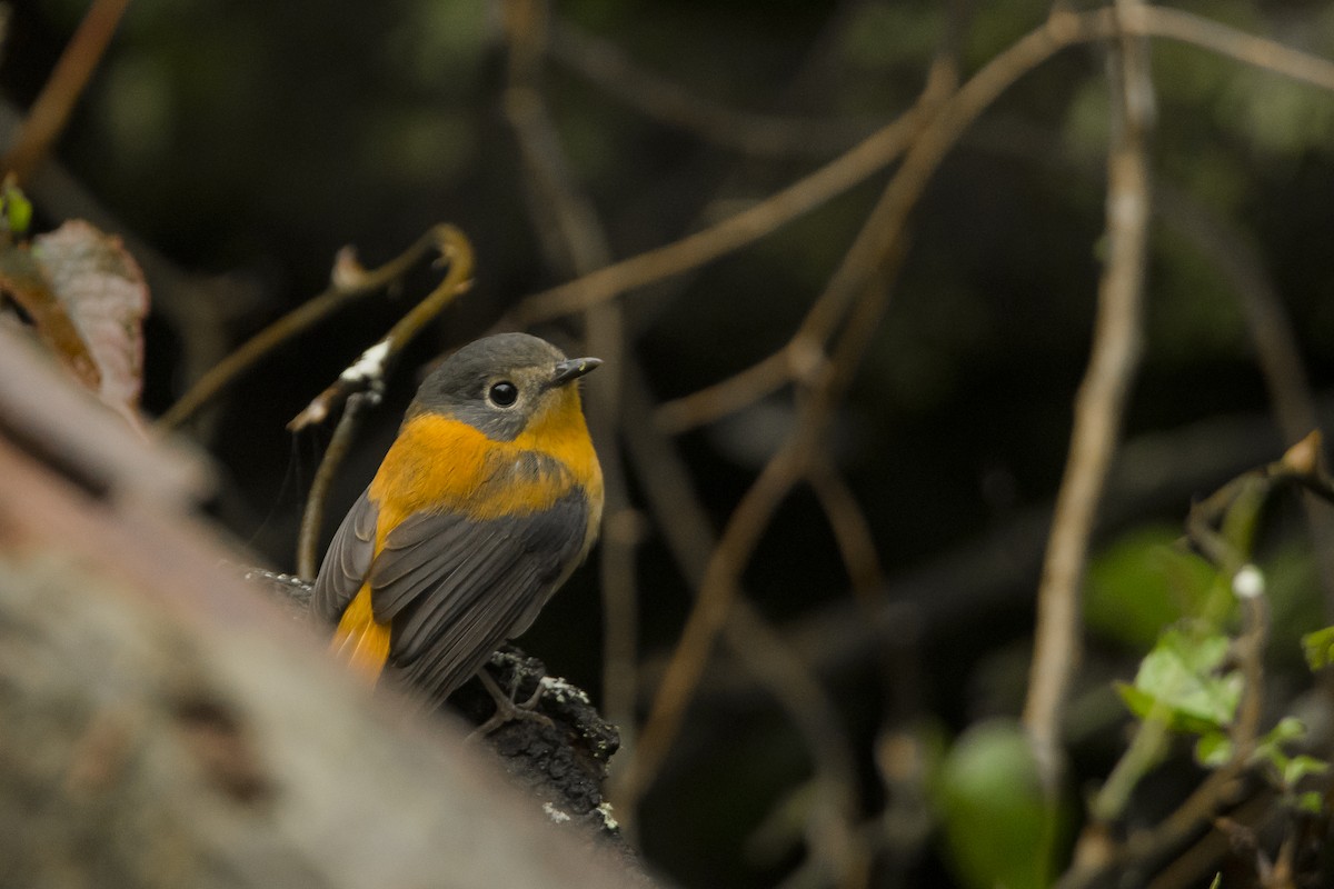 Black-and-orange Flycatcher - ML622225570