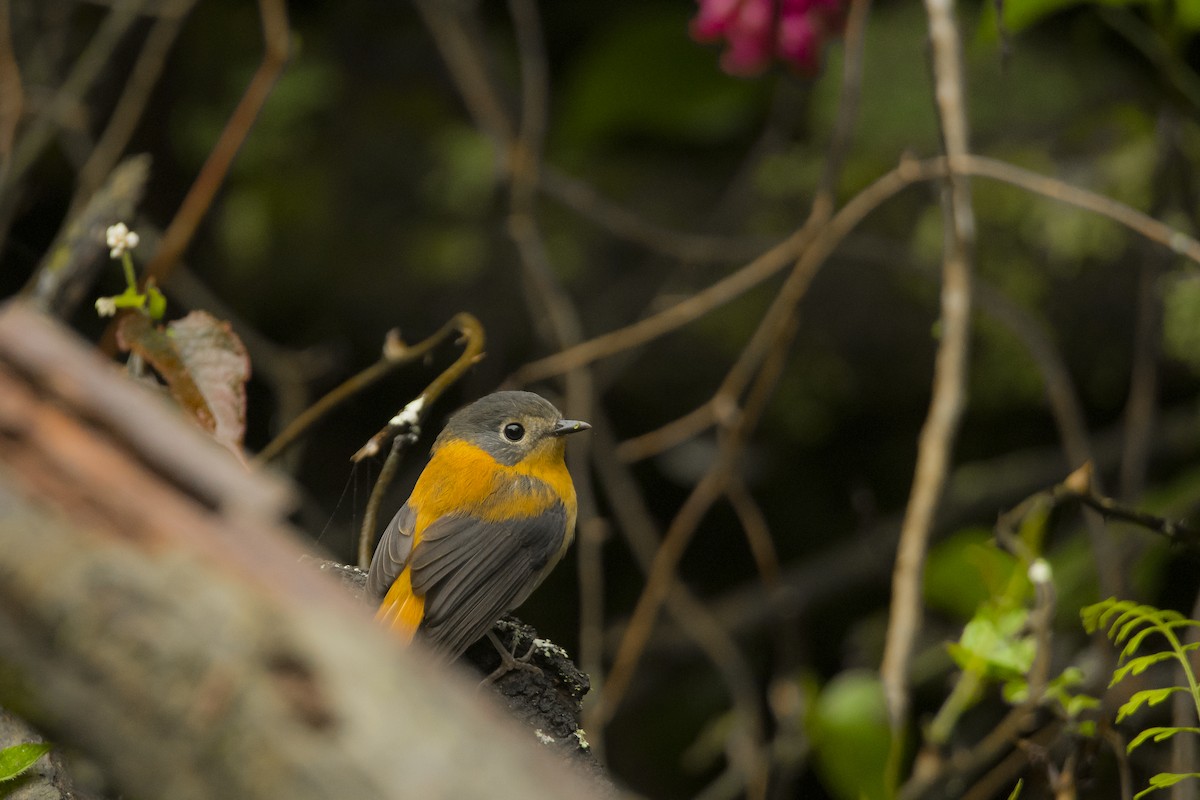 Black-and-orange Flycatcher - ML622225572