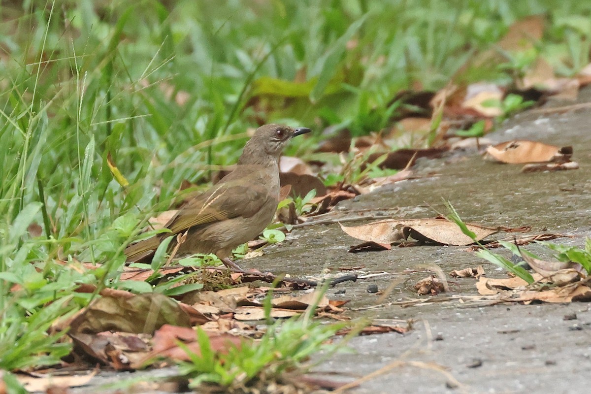 Olive-winged Bulbul - Dave Bakewell