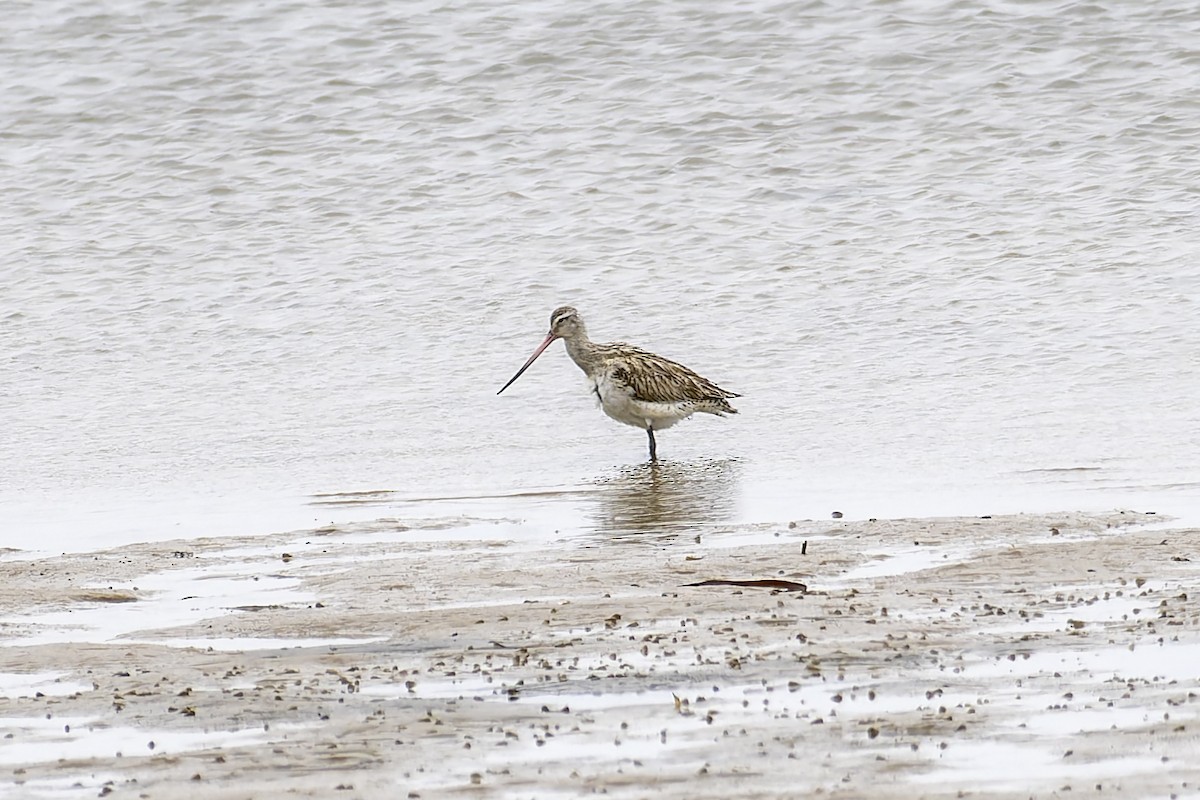 Bar-tailed Godwit - ML622225611