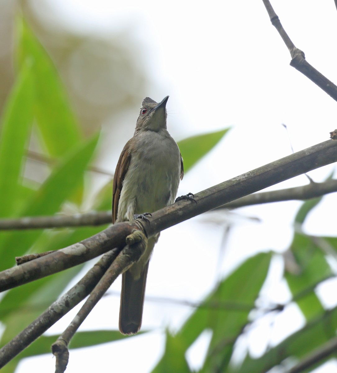 Puff-backed Bulbul - ML622225619