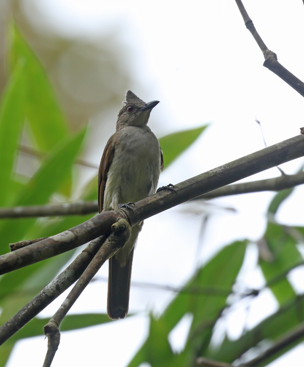 Puff-backed Bulbul - ML622225623