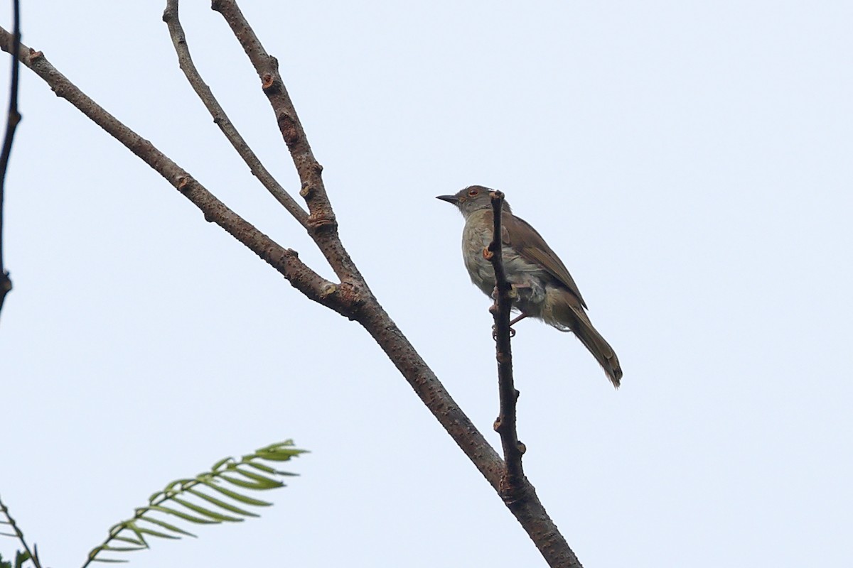 Spectacled Bulbul - ML622225643