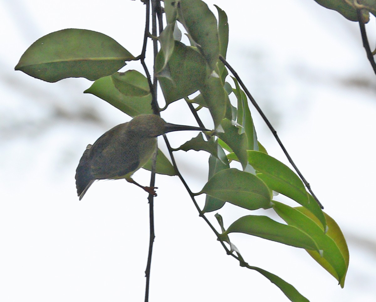 Thick-billed Spiderhunter - ML622225651