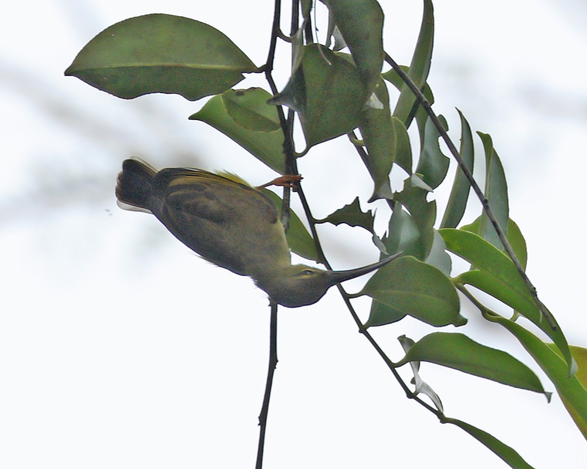 Thick-billed Spiderhunter - ML622225652