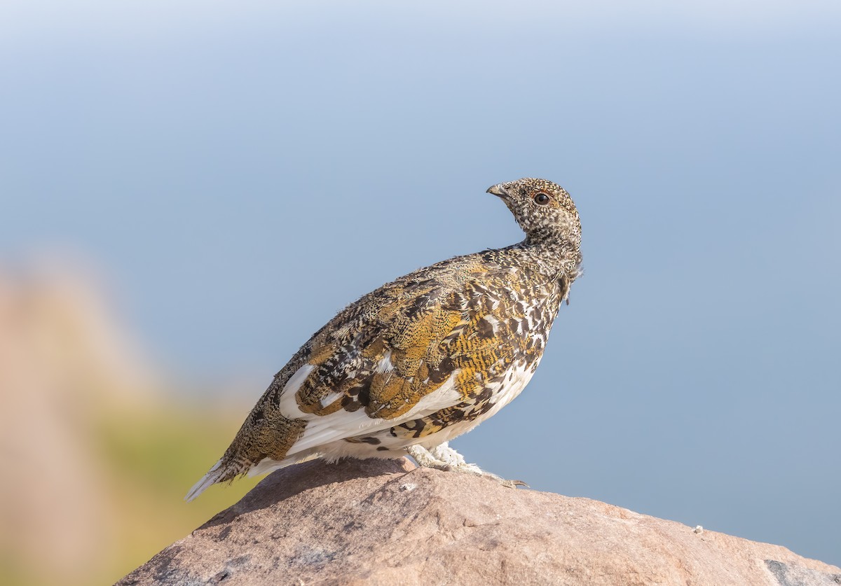 White-tailed Ptarmigan - ML622225657