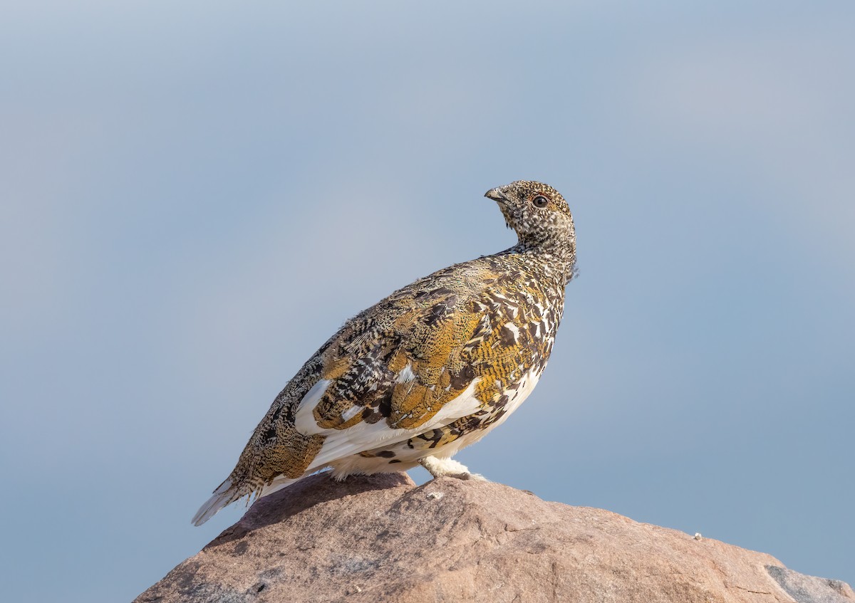 White-tailed Ptarmigan - ML622225658