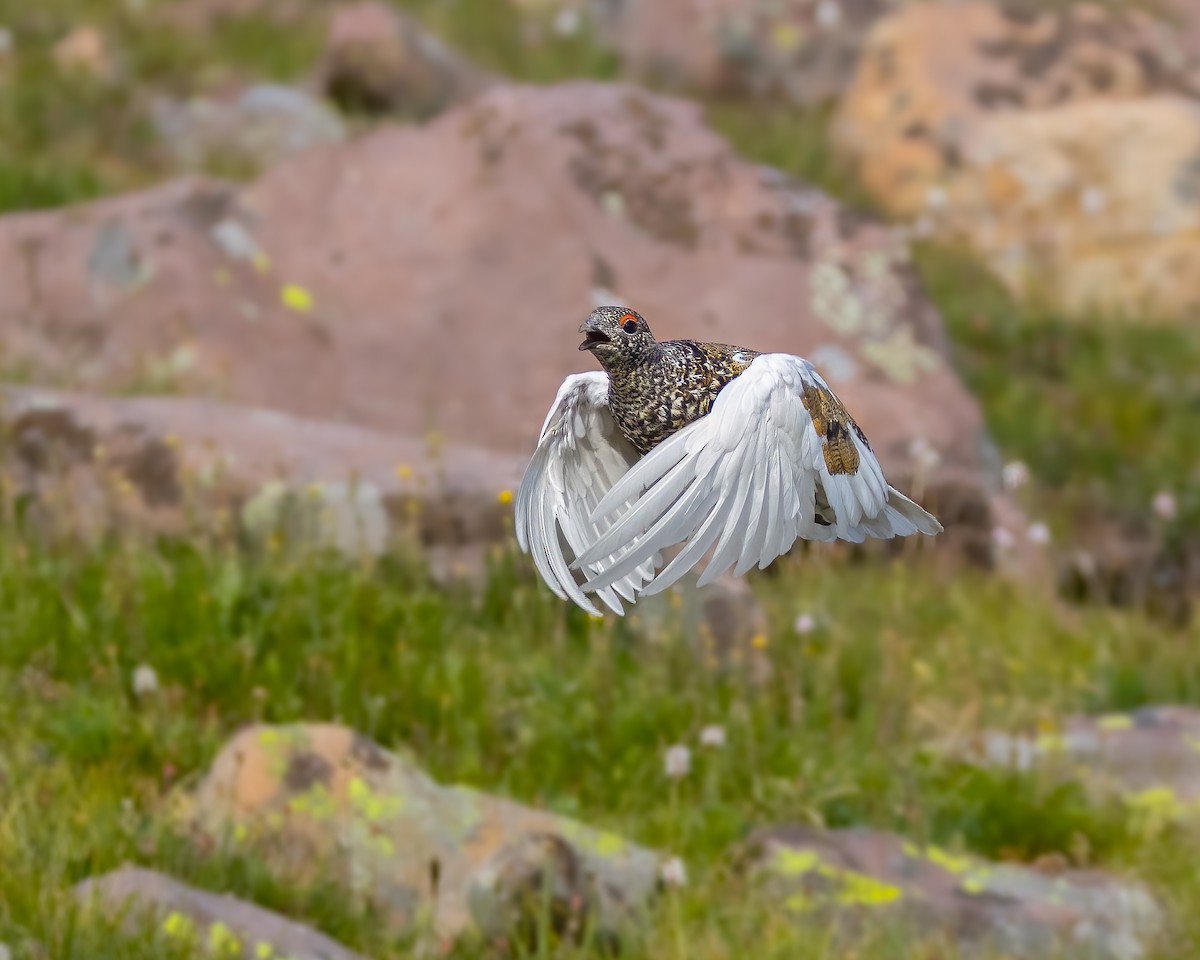 White-tailed Ptarmigan - ML622225659