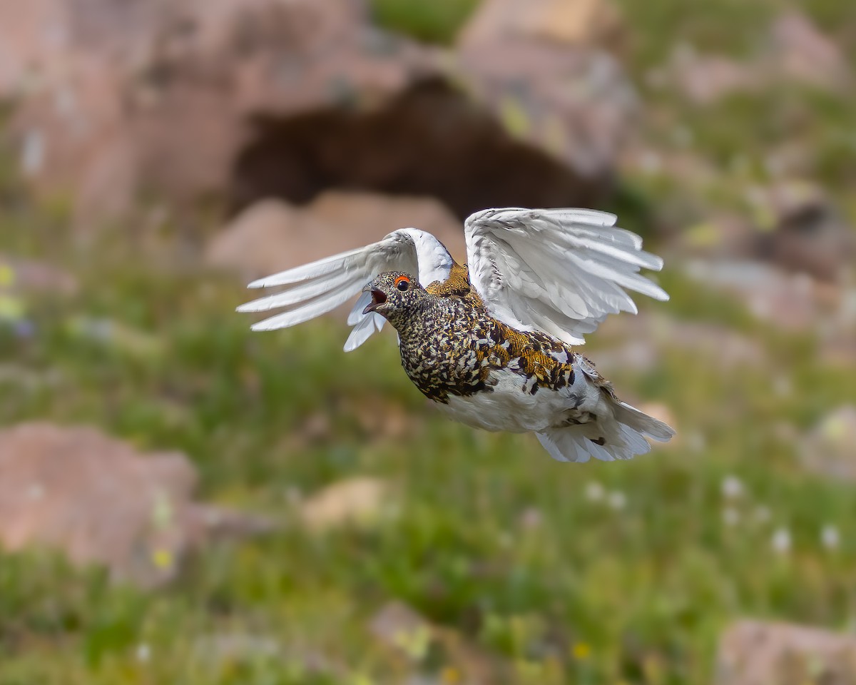 White-tailed Ptarmigan - ML622225660