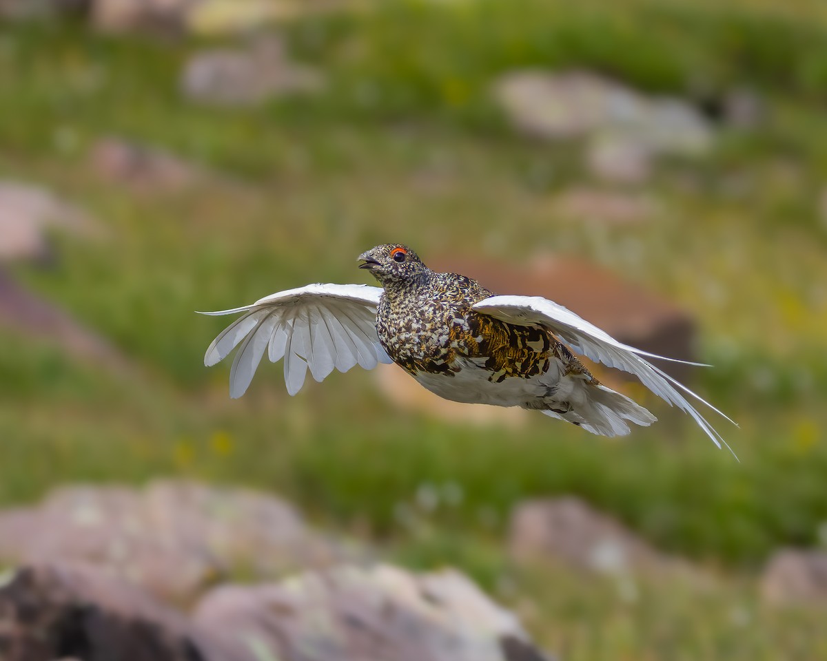 White-tailed Ptarmigan - ML622225661