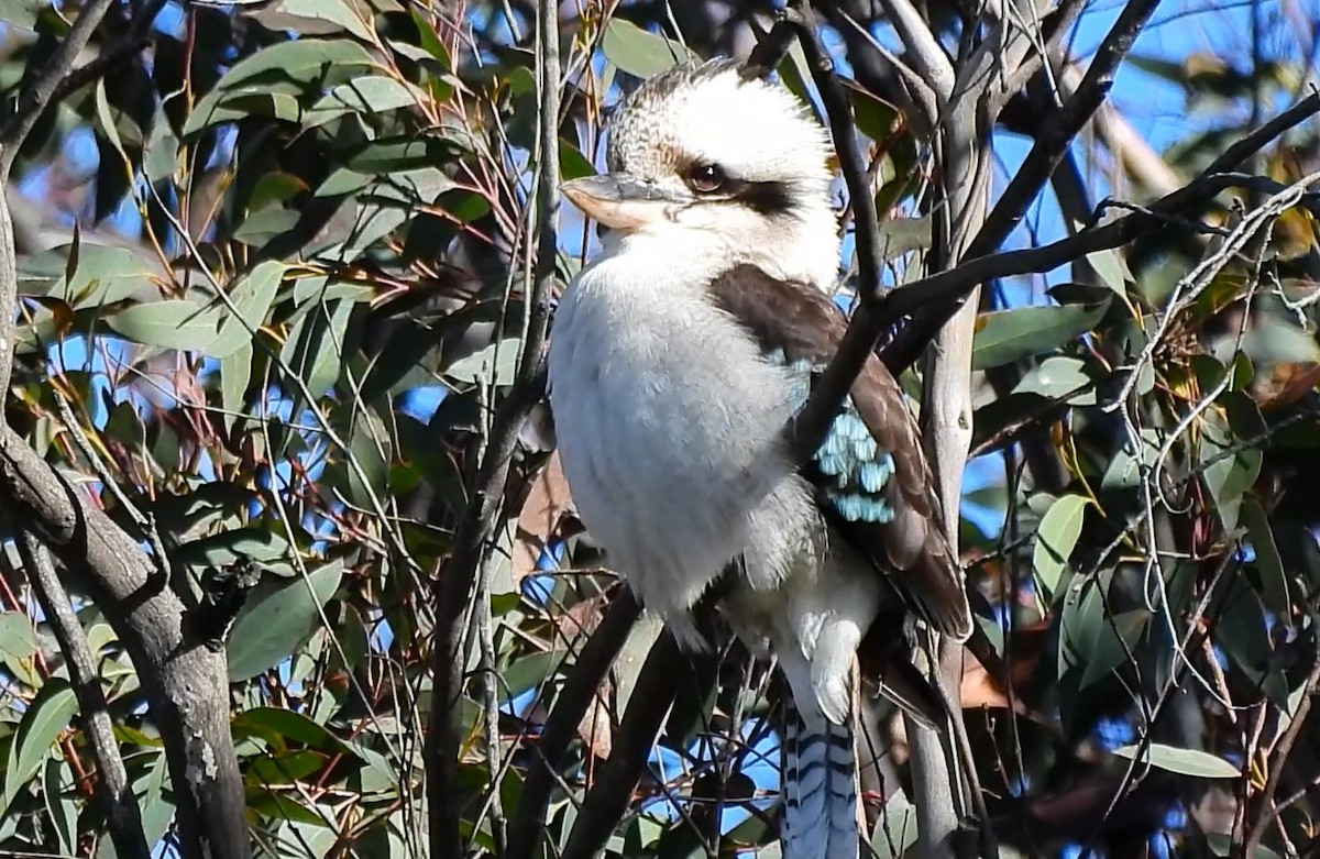 Laughing Kookaburra - ML622225662