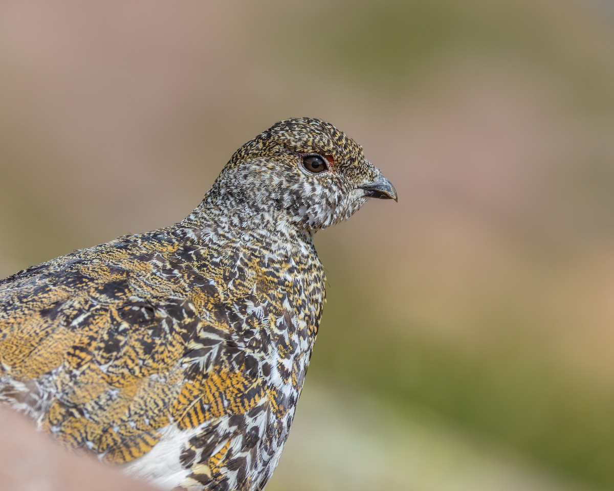 White-tailed Ptarmigan - ML622225664